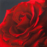 Print of a red rose from oil painting by Vincent Keeling