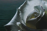 Still Waters, white rose - Oil Painting