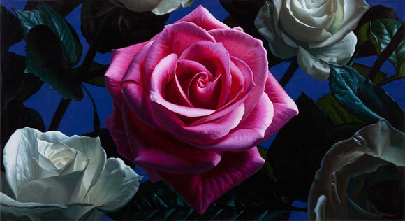 print of white and pink roses from oil painting by Vincent Keeling