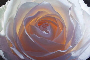 Creation V - Print of white rose