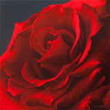 Print of a red rose from oil painting by Vincent Keeling