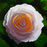 Solar Rose - Print of White Rose