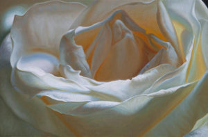 Oil painting of a white rose, called The Unfolding, by Vincent Keeling