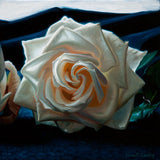 SOLD - White rose on blue cloth - Oil Painting