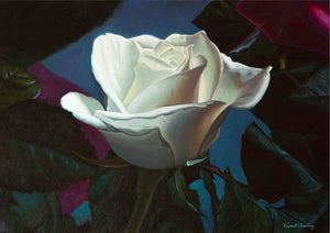 Print of a white rose from oil painting by Vincent Keeling