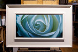 Into the heart, oil painting of white rose in a white frame