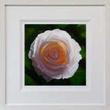 Solar Rose - Limited Edition Print