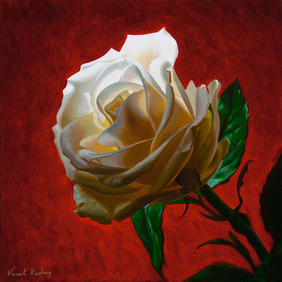Print of a white rose on red background