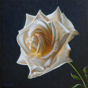 Print of a white rose from oil painting by Vincent Keeling